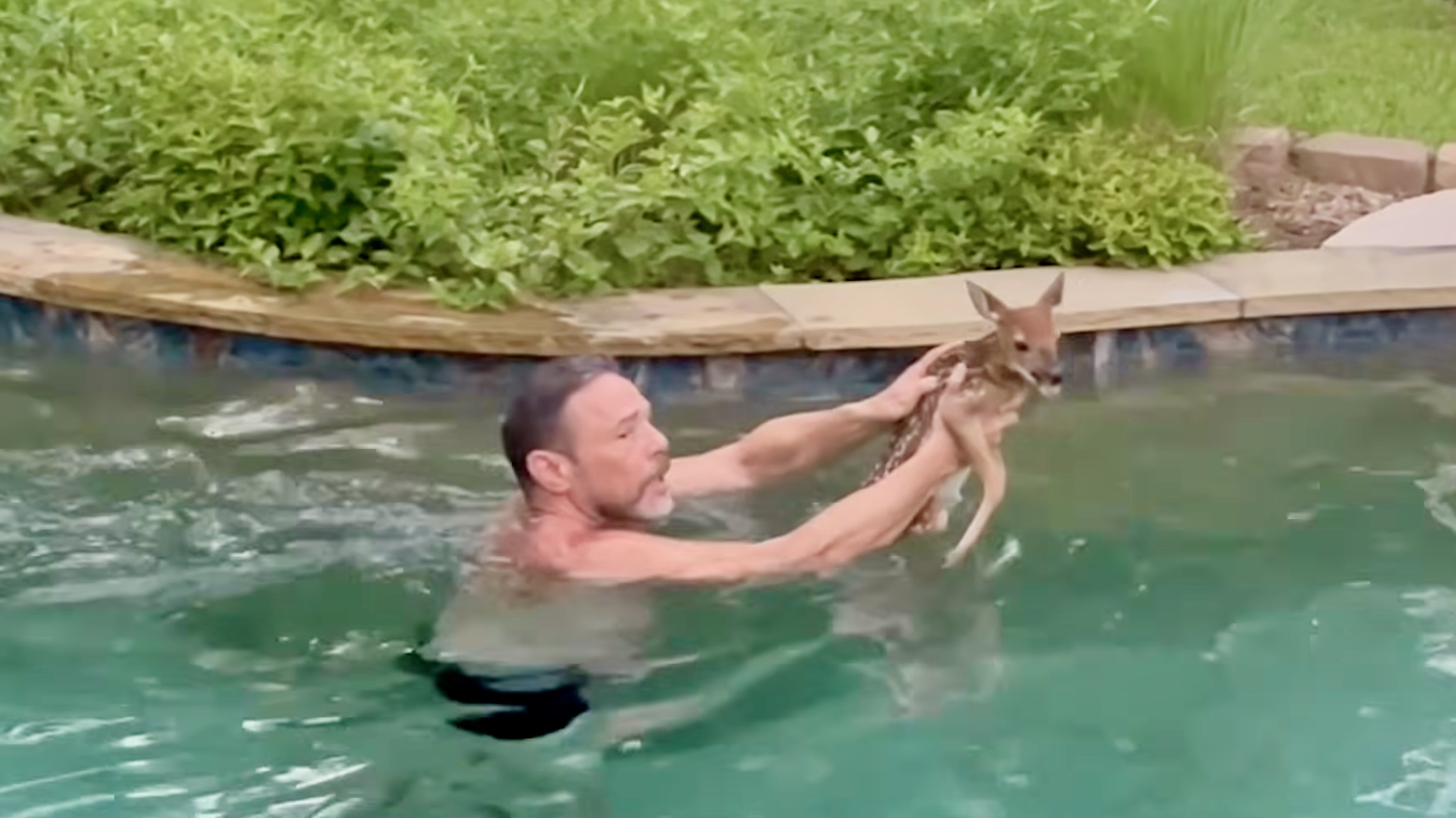 Heartwarming Rescue: Man Saves Fawn from Swimming Pool in Texas (2026)