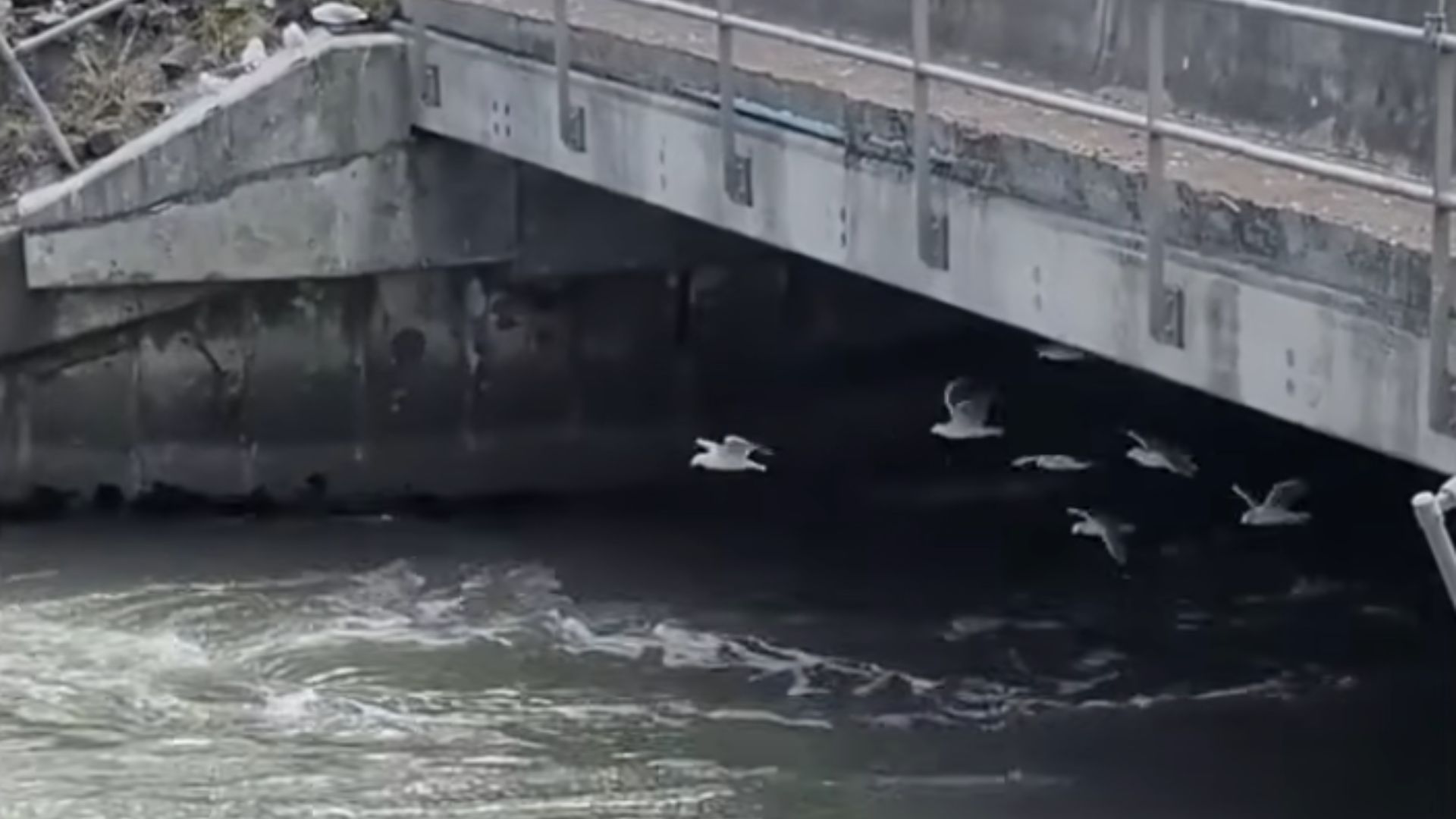 Seagulls' Secret to Flight: Wind Tunnel Practice? (2026)