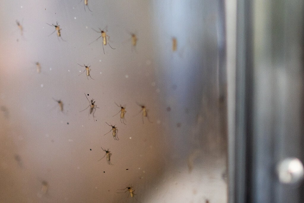 Salt Lake County Reports First West Nile Virus Case of 2026 (2026)