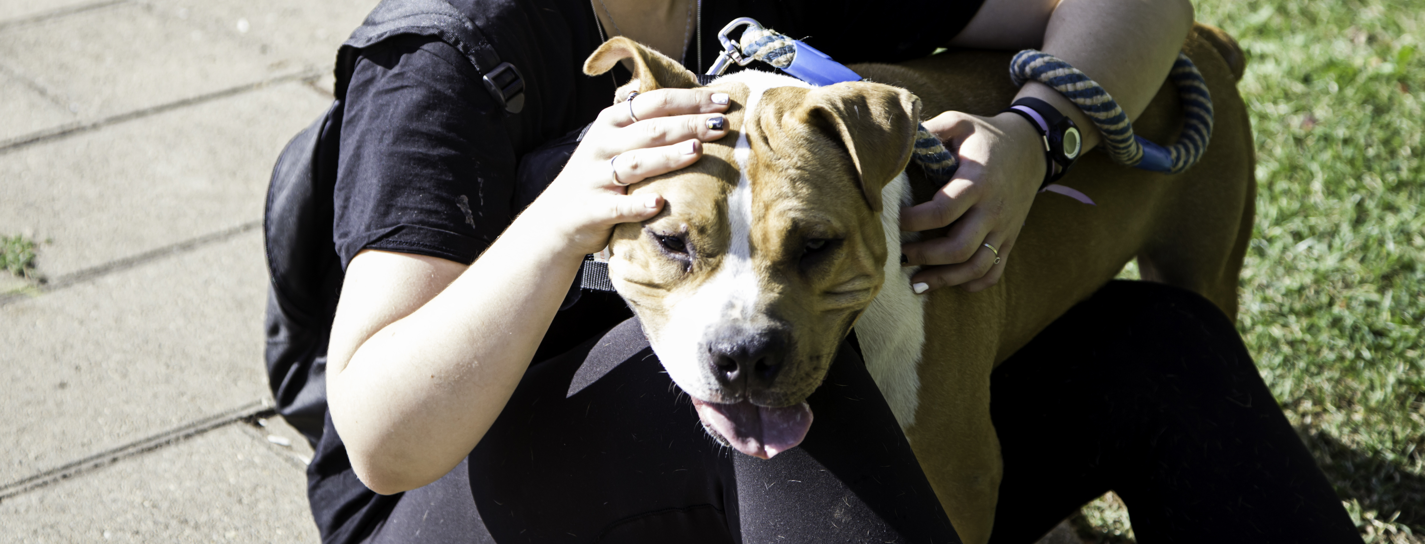 Aby uzyskać dostęp do serwisu, potwierdź swoją tożsamość. Pit Bull Maneuver Lt Gov Newsom Apparently Pivots On Breed Specific Stance The Hi Lo