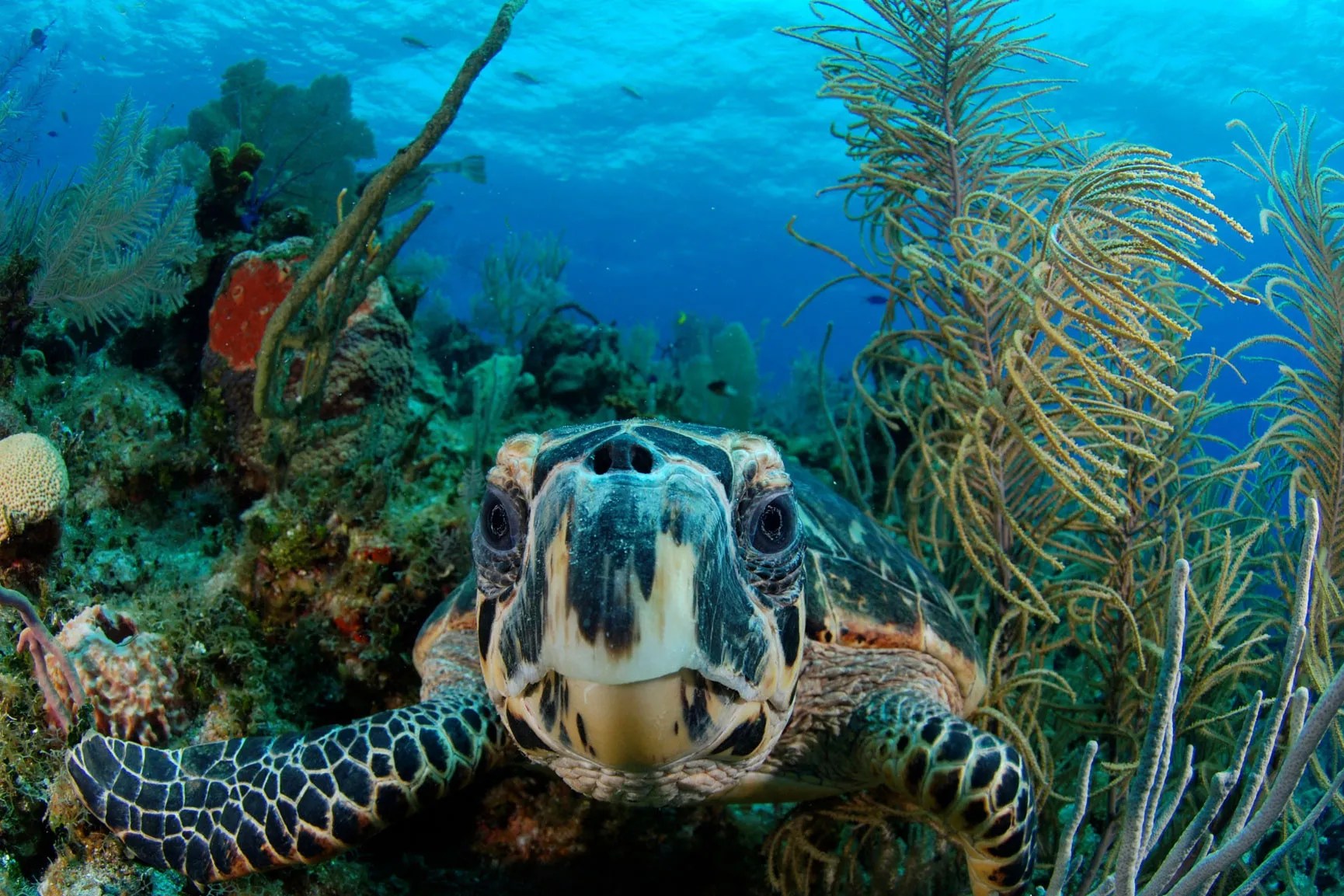 Belize Aggressor Iv Belize Liveaboard