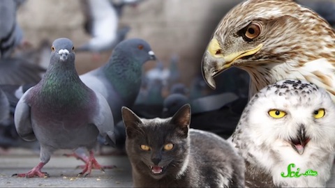 なぜ野生動物の死骸を目にすることはまれなのか？ - ログミーBiz