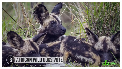 イルカも噂話をする まるで人間のような動物の不思議な習性6つ ログミーbiz