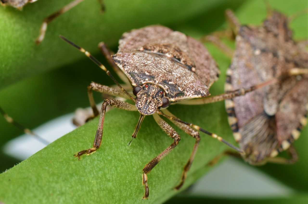 Gartenwanze Aussehen Merkmale Lebenszyklus Und Bekampfung