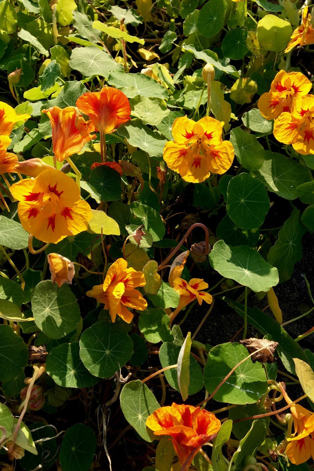 Rotavator Kultivator Bodenbearbeitung Bodenlockerer Htl 200 Dabaki Ebay