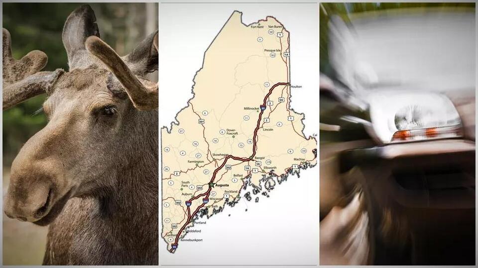 Interactive Map Reveals Real Time Moose Crash Locations Across Maine 4HnVOB 0vrZdVgS00
