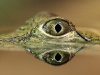 Фото 2: Массовое нападение крокодилов на людей. Правда…