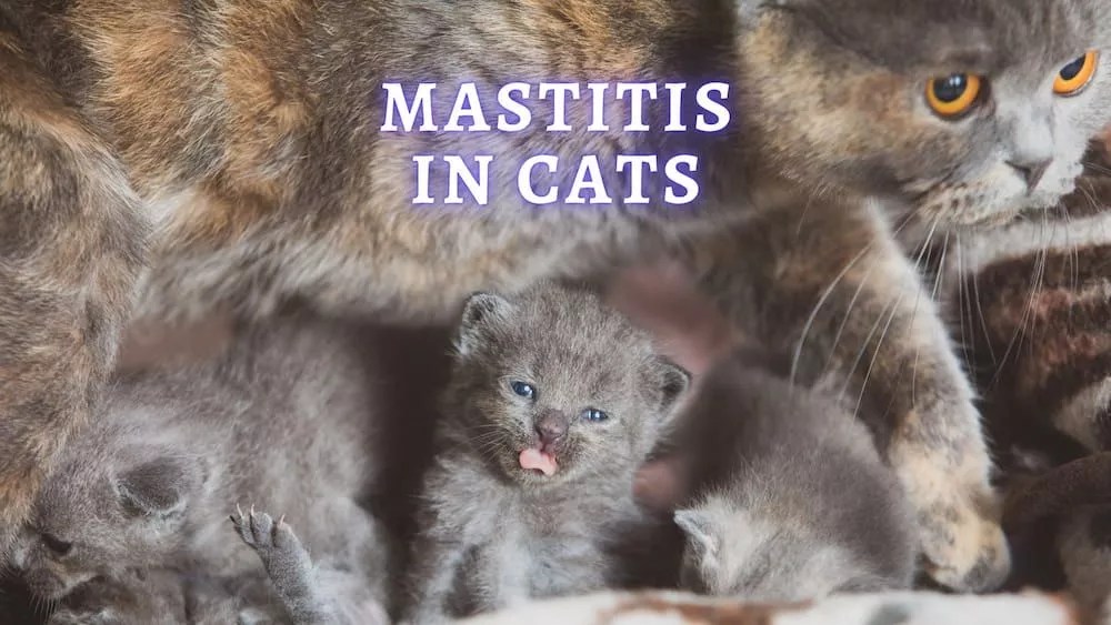 Mastitis in cats: signs, diagnosis, treatment and prevention