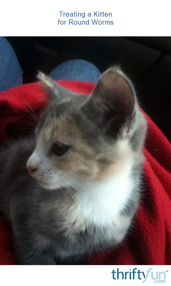 Treating A Kitten For Round Worms Thriftyfun