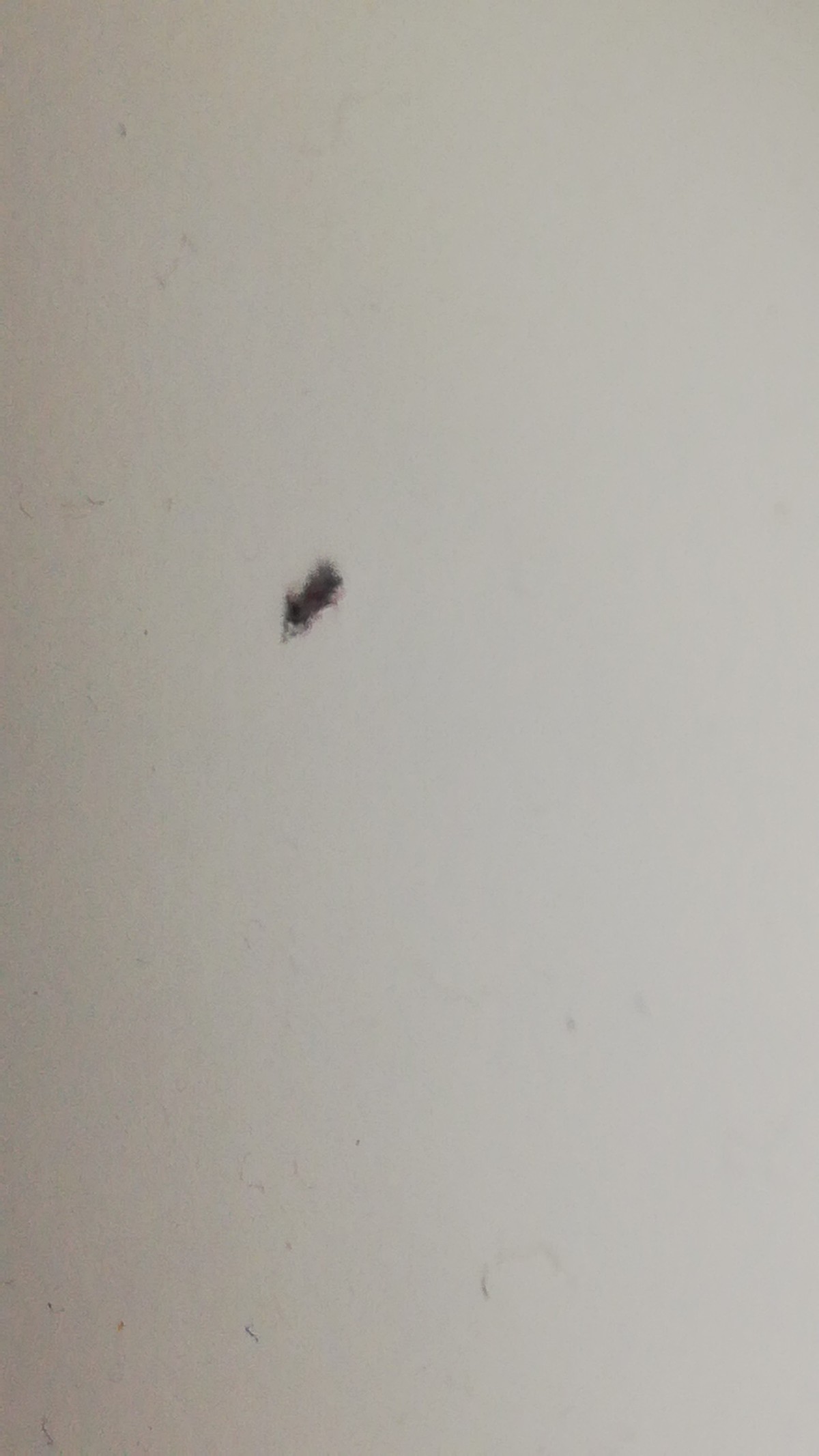 Say goodbye to the basement bedroom blues! Identifying Small Black Bugs | ThriftyFun