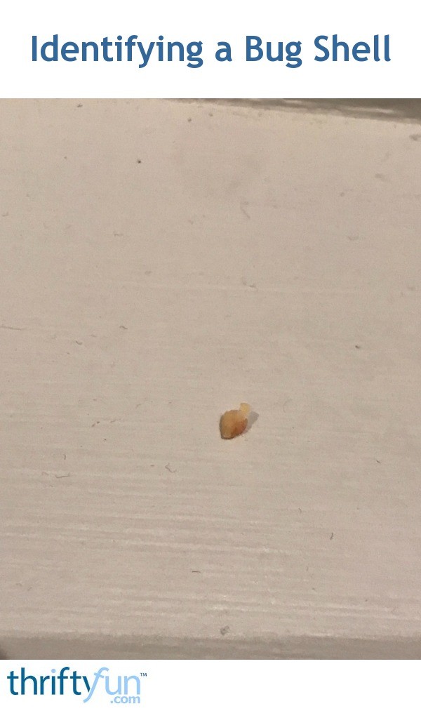 A bug identification guide for beginners makes it easy to check out whether you've found a beetle or a butterfly. Identifying a Bug Shell (Exoskeleton)? | ThriftyFun