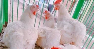 أسعار الفراخ البيضاء الآن.. ومبادرة جهاز مستقبل مصر تطرح الكيلو بـ90 جنيهًا أسعار الفراخ البيضاء الآن.. ومبادرة جهاز مستقبل مصر تطرح الكيلو بـ90 جنيهًا
