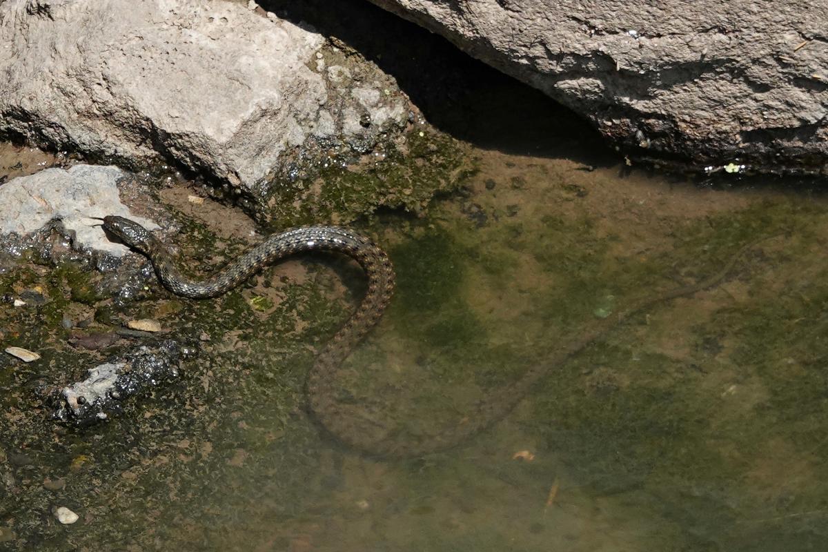 noticiaspuertosantacruz.com.ar - Imagen extraida de: https://www.huffingtonpost.es//sociedad/en-italia-hablan-situacion-fuera-control-situacion-serpientes-paraje-turistico-espanol.html