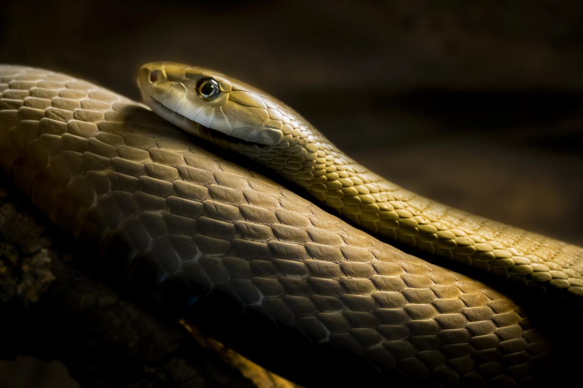 noticiaspuertosantacruz.com.ar - Imagen extraida de: https://www.huffingtonpost.es//life/animales/asombro-cientificos-descubrimiento-escondia-serpiente-mas-mortal-mundobr.html