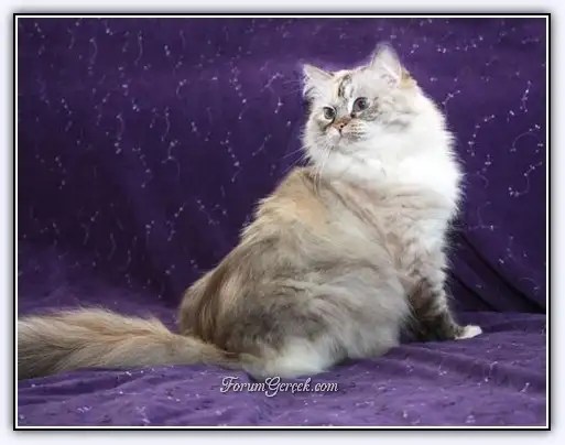 Ragamuffin Fotograf Aciklama Karakter Icerik Yorumlar Evcil