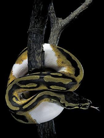 Python Regius F Piebald Royal Python Ball Python Photographic - Download Classic Light Background | Mobile