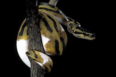 Python Regius F Piebald Royal Python Ball Python Photographic - HD Minimal Pictures for Desktop