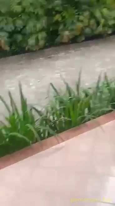 Sinta (15) Video Pemersatu Bangsa