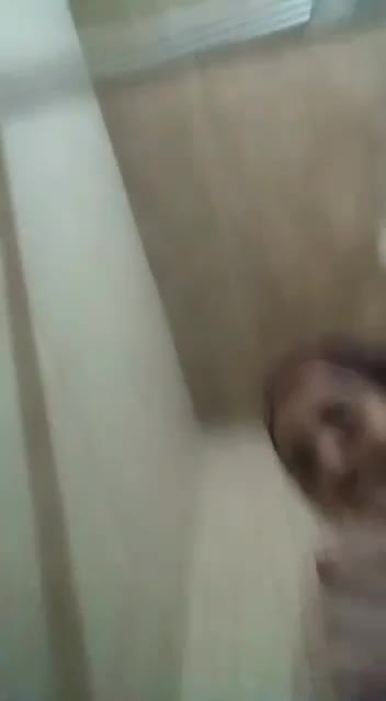 Tocil Bertindik Doyan Colmek Cie Nontonnya Sambil Dibalik Video Pemersatu Bangsa