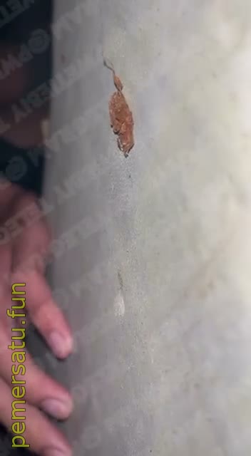 Biya Pwetiebiy Cakep Abg 18Yo Update (89) Video Pemersatu Bangsa
