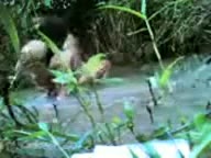 Lagi Mancing Eh Malah Ketemu Dua Abg Lagi Ngentot Video Pemersatu Bangsa
