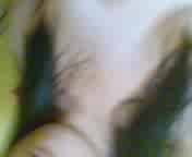Rara sMK