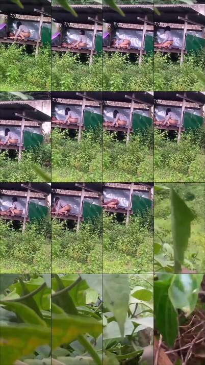 viral ngewe di hutan