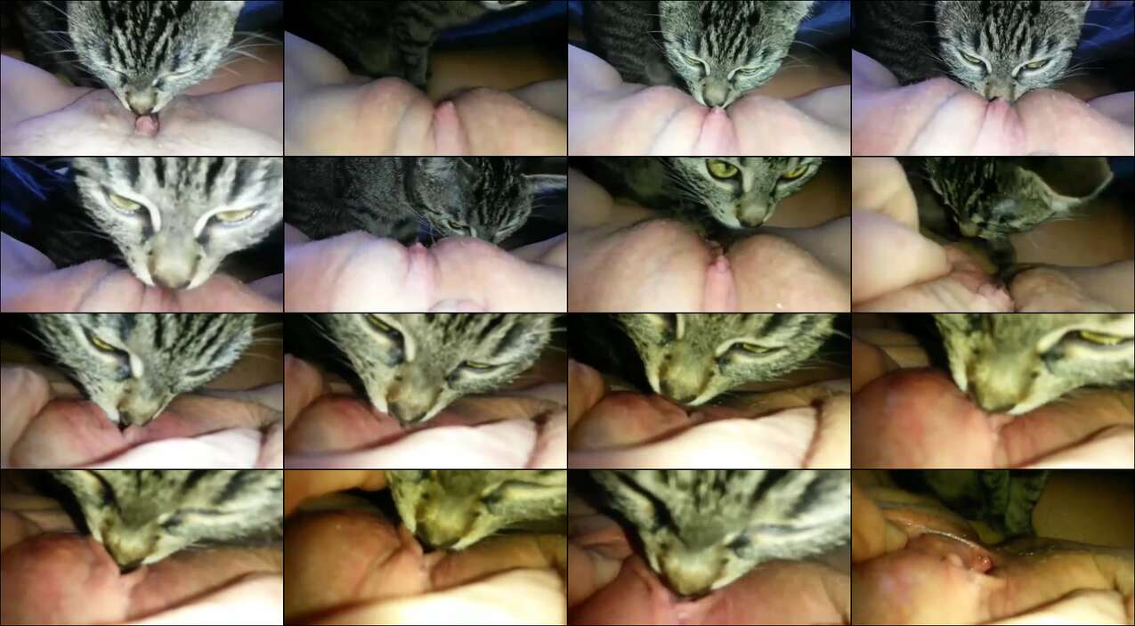 Poster for Di Jilat Kucing Streaming Yakwad Video Bokep Doodsflix