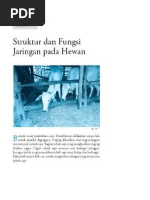 3 Struktur Dan Fungsi Jaringan Pada Hewan