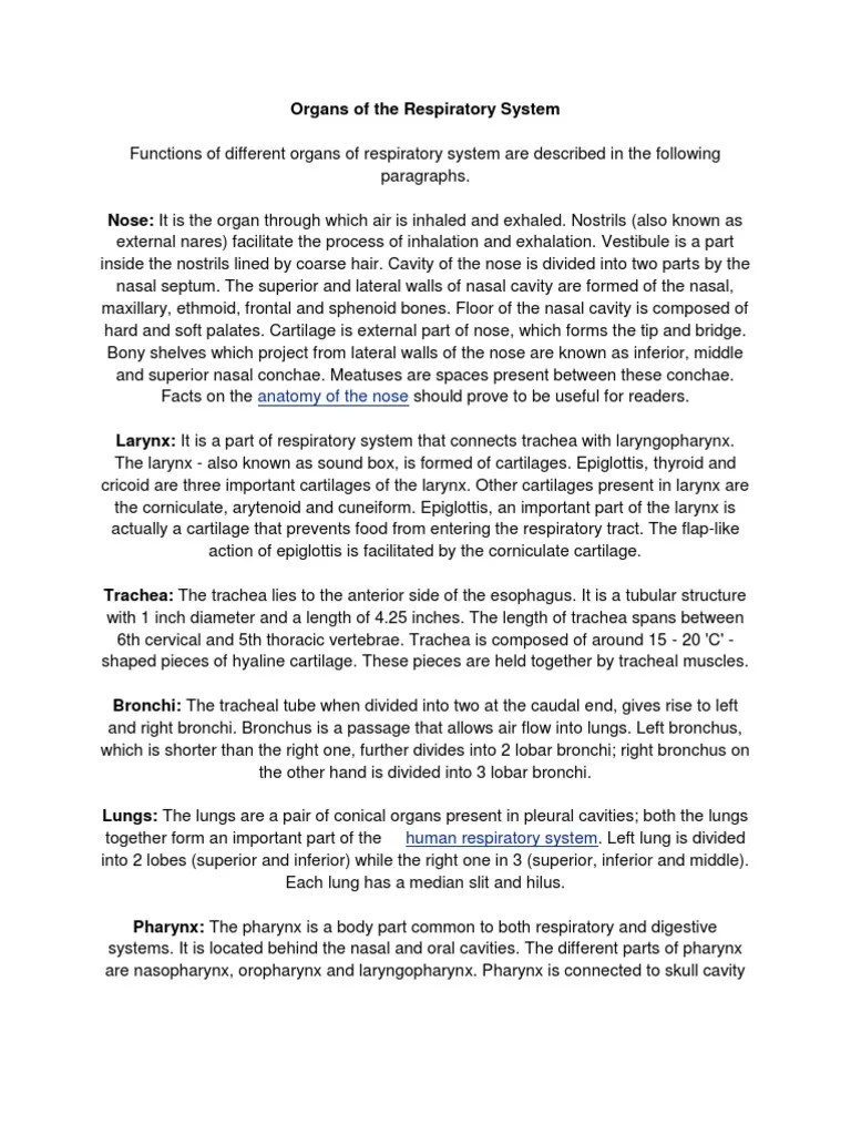 Respiratory System | PDF | Lung | Respiratory System