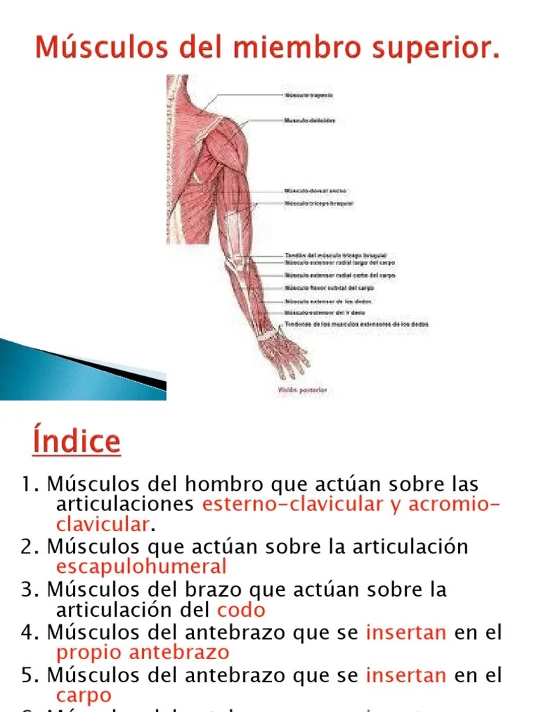 Musculos Del Miembro Superior | PDF | Codo | Hombro