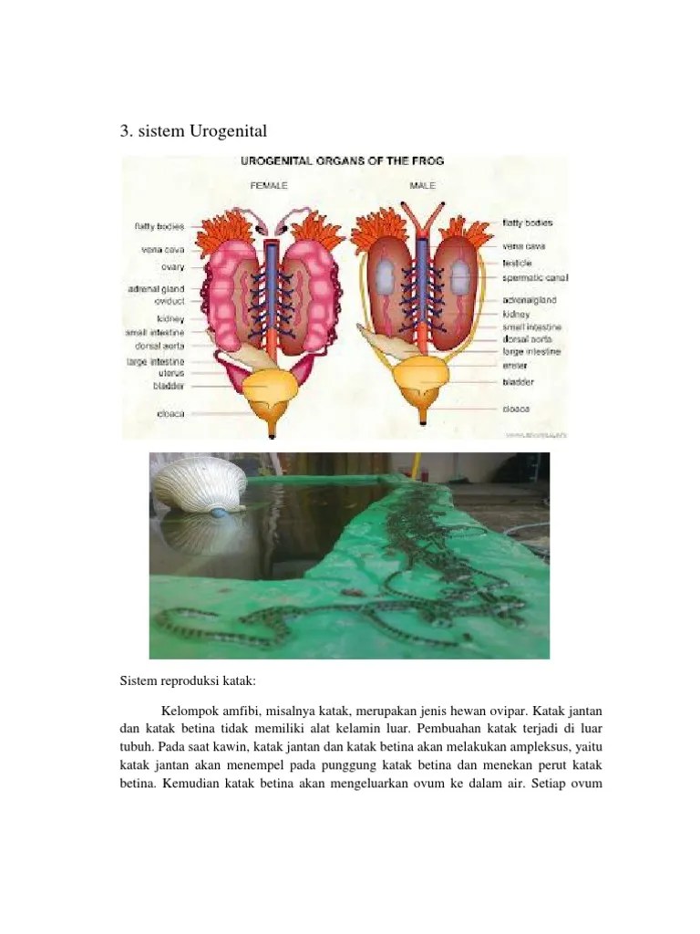 Reproduksi Amfibi | PDF