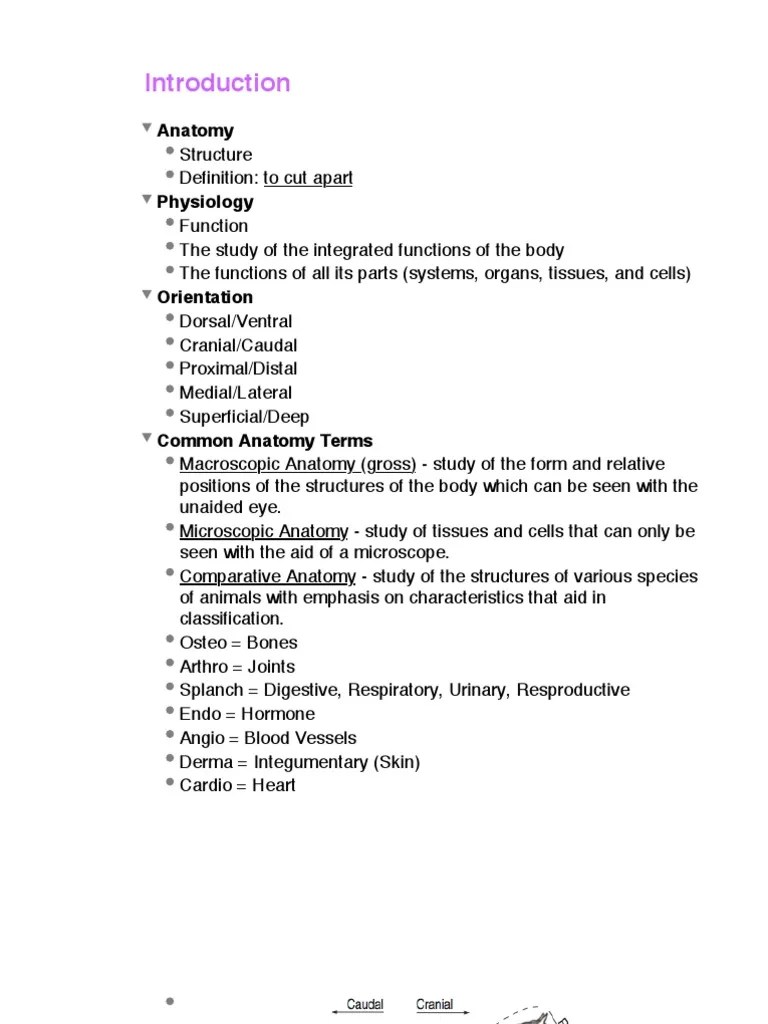 Introduction To Equine Anatomy And Physiology | PDF | Epithelium | Tissue (Biology)