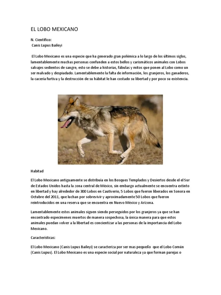 El Lobo Mexicano | PDF | Lobo Gris | México