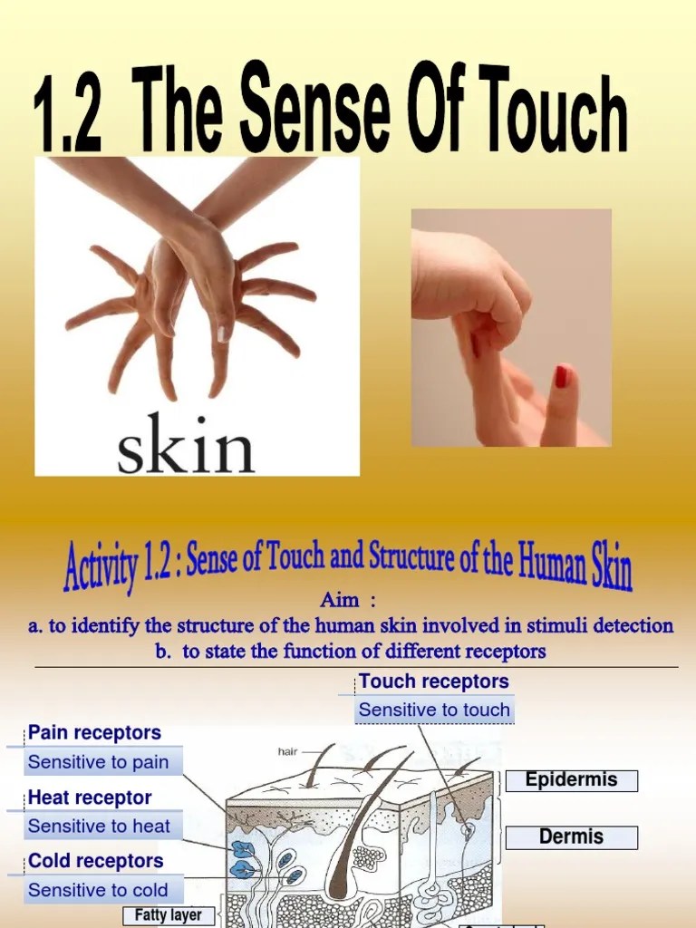 1 2 Sense Of Touch Skin Stimulus Physiology