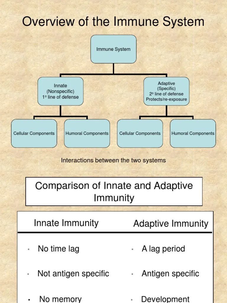 Overview Of The Immune System: Interactions Between The Two Systems | PDF | Innate Immune System ...