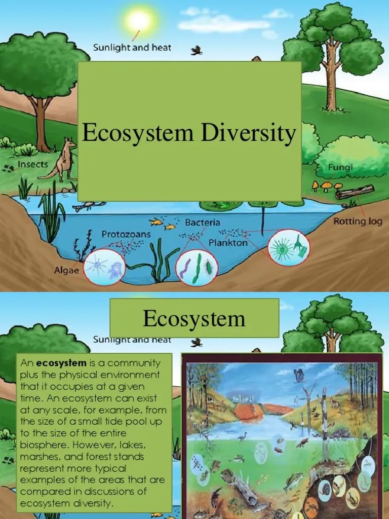 Ecosystem Diversity | Evolution | Mutation