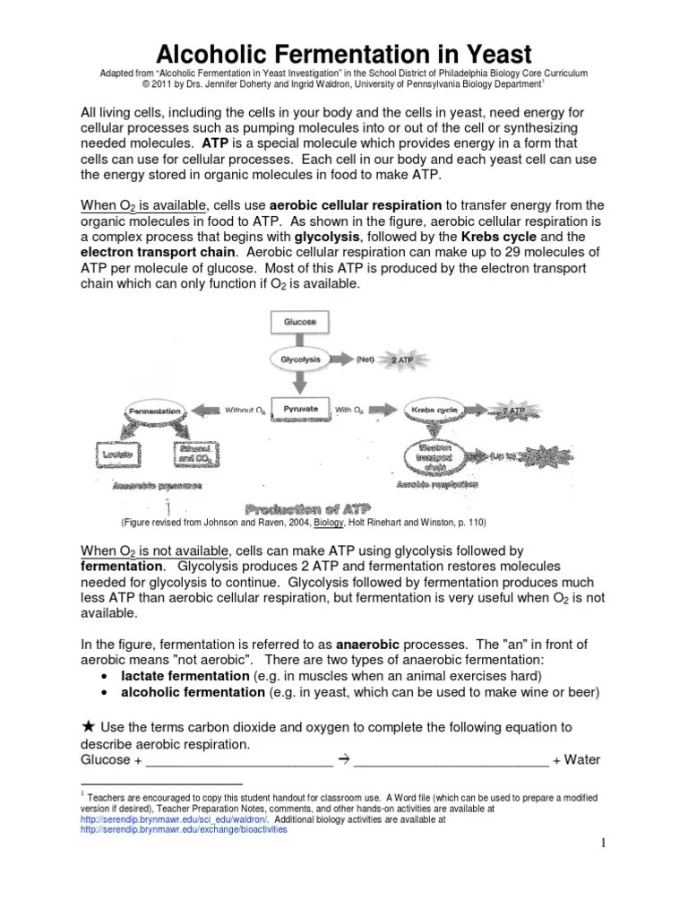 Yeast Protocol | PDF | Cellular Respiration | Fermentation