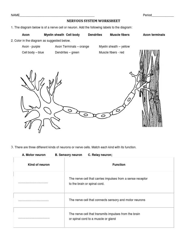 Fifth grade (grade 5) nervous and endocrine systems questions for your custom printable tests and worksheets. Nervous System Worksheet Pdf Neuron Axon