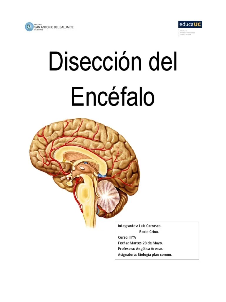 Encéfalo | PDF | Cerebelo | Cerebro