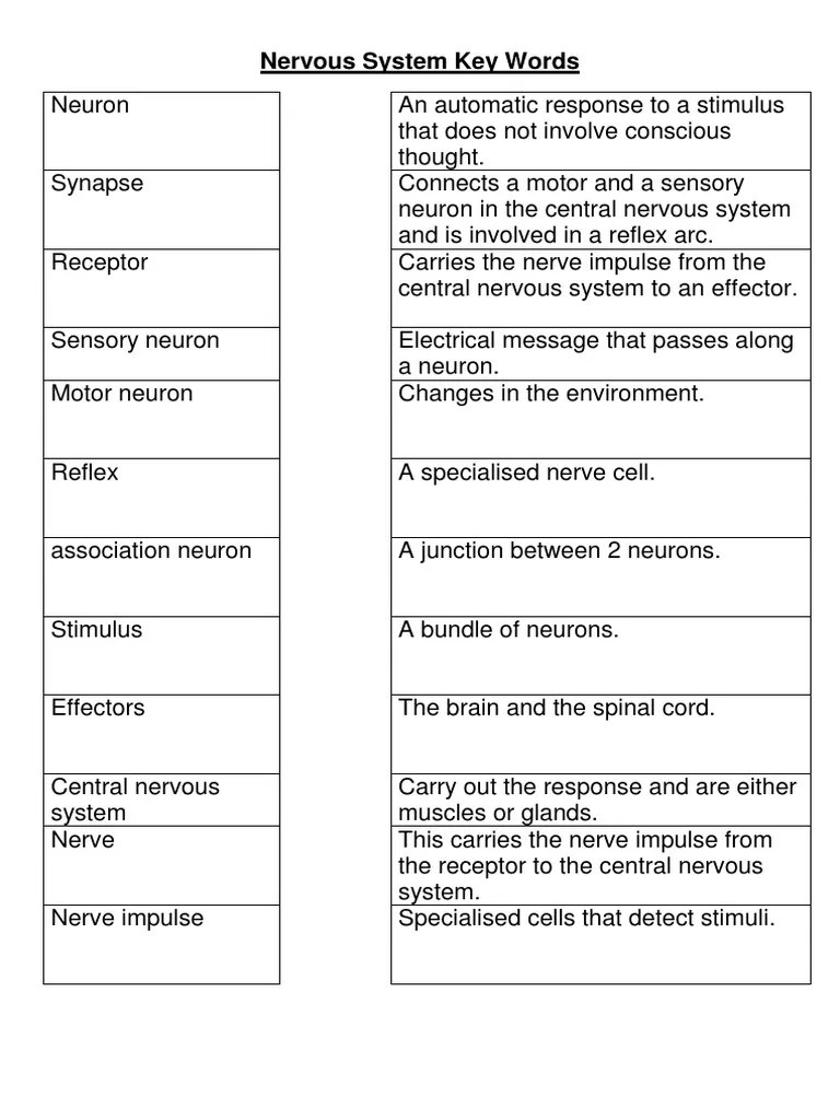 Eventually, the brain starts to create connections (or pathways) between the neurons, so things become easier. Nervous System Key Words Worksheet Pdf Nervous System Neuron