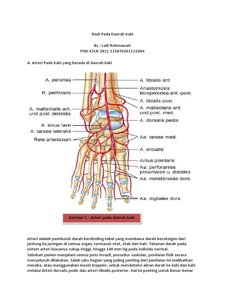 Nadi Pada Daerah Kaki Laili | PDF