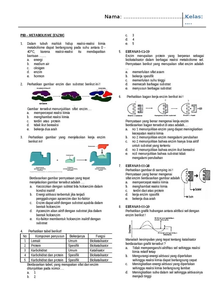 Contoh Soal Biologi Tentang Enzim Guru Paud Cute766