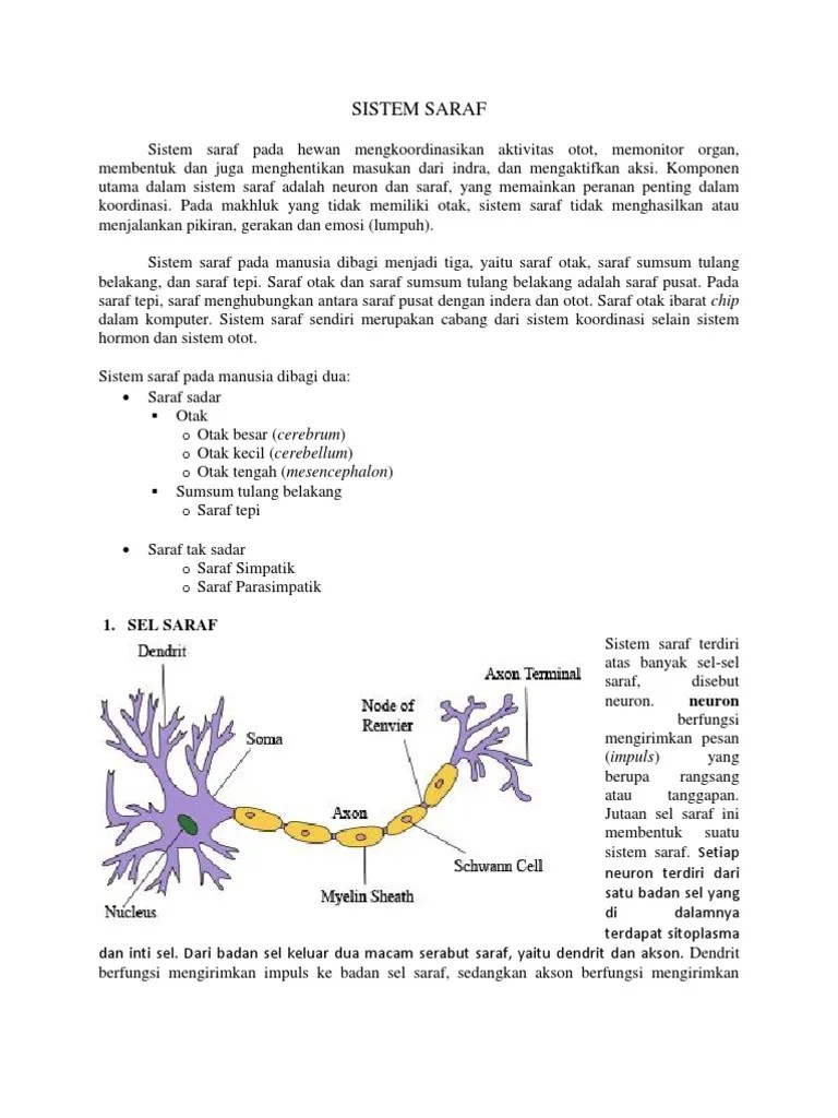 Sistem saraf pada avertebrata tidak semua avertebrata memiliki sistem saraf. Sistem Saraf Pdf