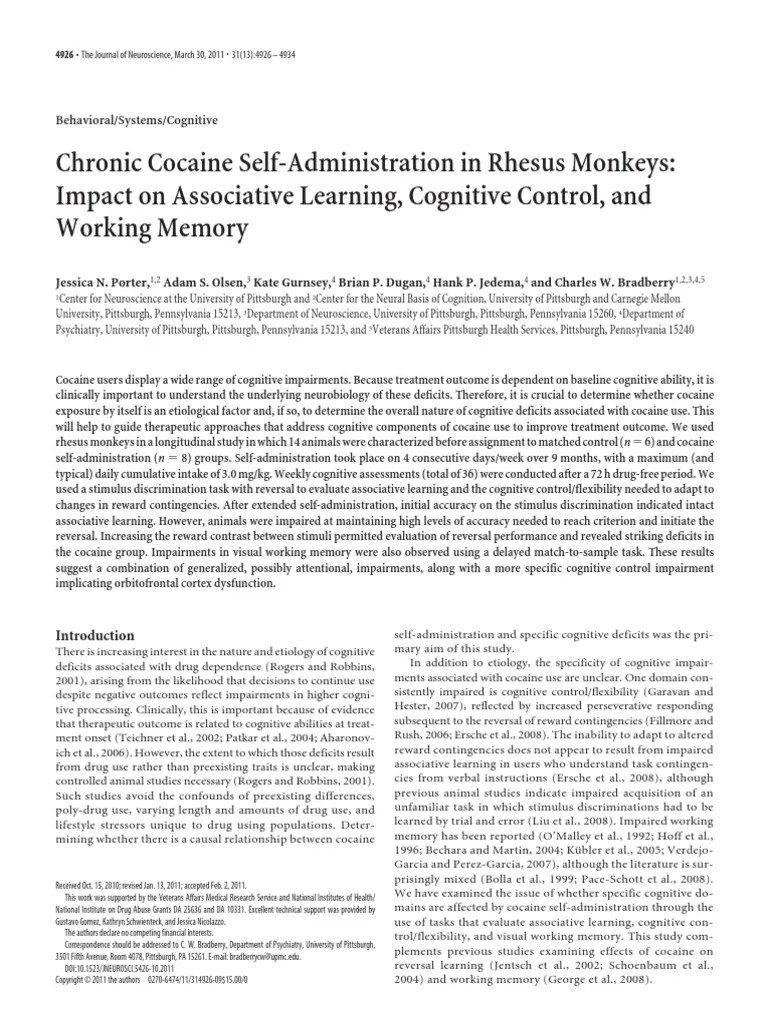 Working Memory | PDF | Working Memory | Neuroscience