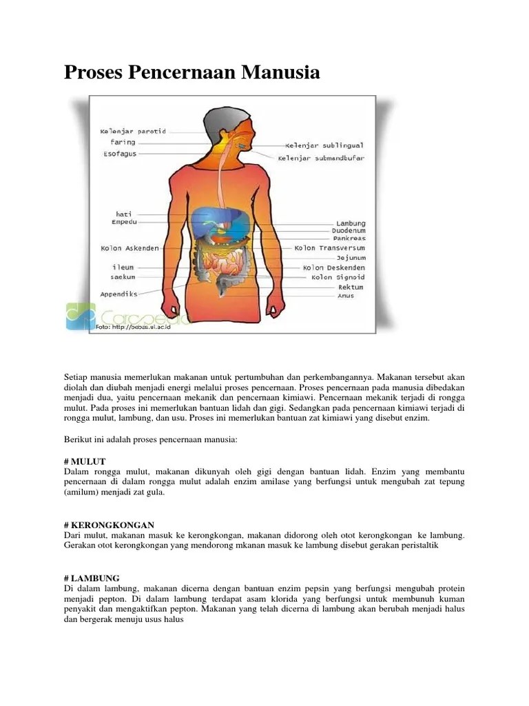 Pencernaan Manusia | PDF