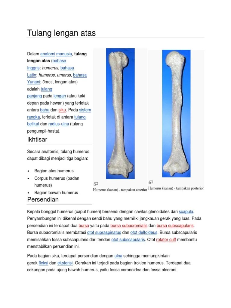 Anatomi Dan Histologi | PDF