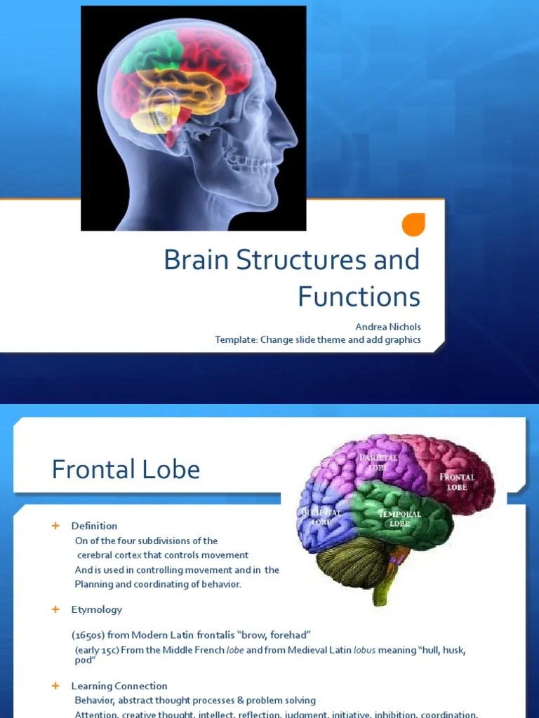 The Brain (Powerpoint) | PDF | Neuron | Brain