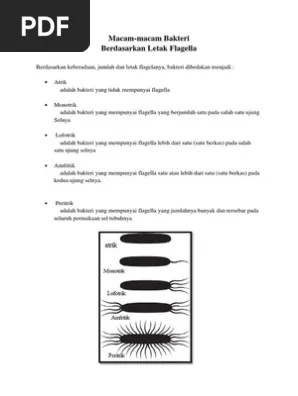 Klasifikasi Bakteri | PDF
