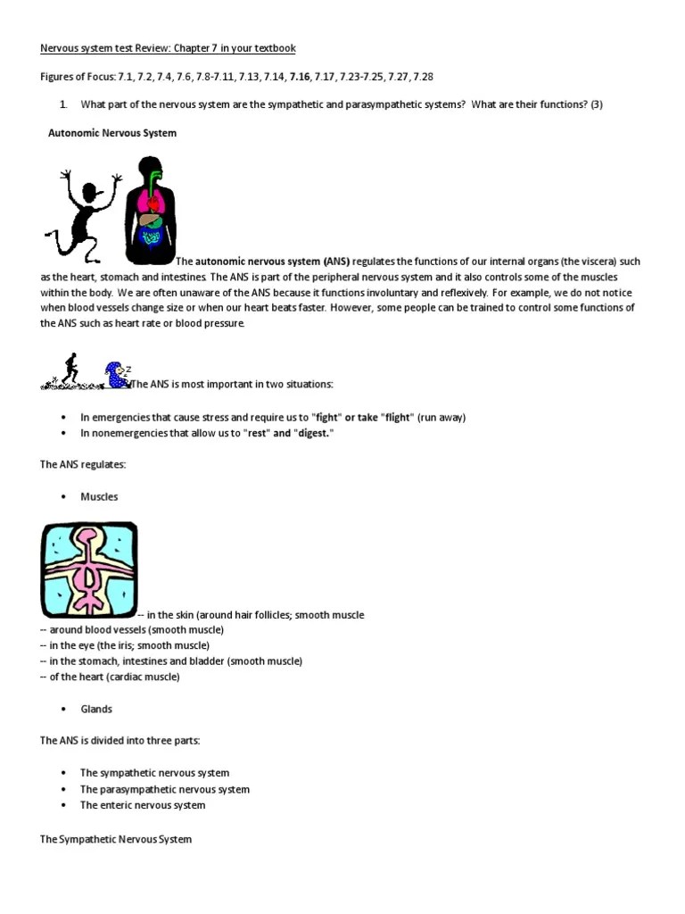 Nervous System Review | PDF | Neuron | Autonomic Nervous System